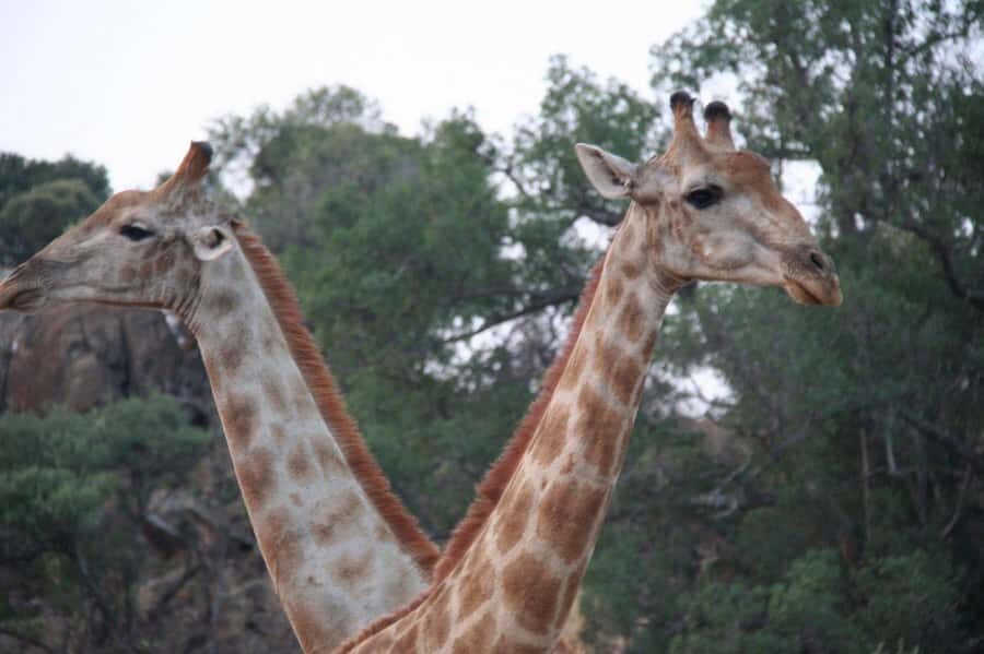 From Cape Town: Big Five Safari Experience with Lunch - The elephant in the room: this is a reserve, not a full wilderness safari