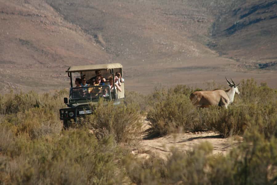 From Cape Town: Big Five Sunset Safari incl. Transportation - Key things to know before you go