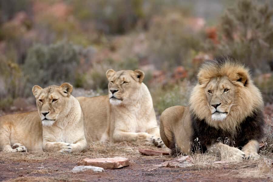 From Cape Town: Big Five Sunset Safari incl. Transportation - Welcome drinks and snacks: tiny details that change the vibe