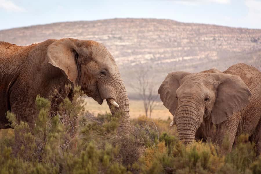 From Cape Town: Big Five Sunset Safari incl. Transportation - Price and value: is $280 per person worth it?