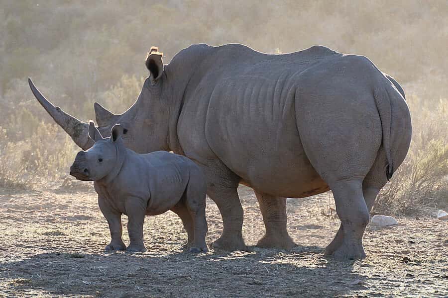 From Cape Town: Big Five Sunset Safari incl. Transportation - Who this safari is best for