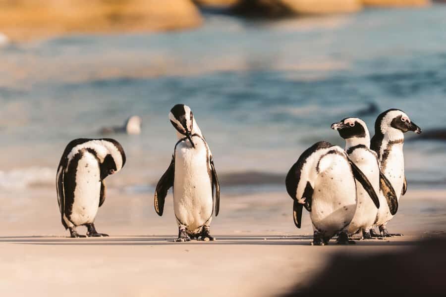 From Cape Town: Cape Agulhas, Penguins, Wine Tasting Tour - Key things you’ll notice on this Cape Agulhas day