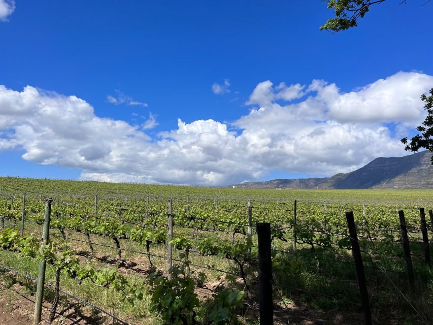 From Cape Town: Cape Agulhas, Penguins, Wine Tasting Tour - Who this tour suits best (and who might want a different plan)