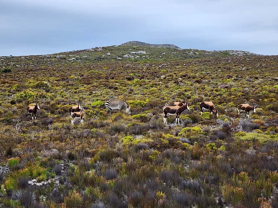 From Cape Town: Cape Point and Boulders Beach Half-Day Tour - New Cape Point Lighthouse: Atlantic and Indian Ocean meeting views