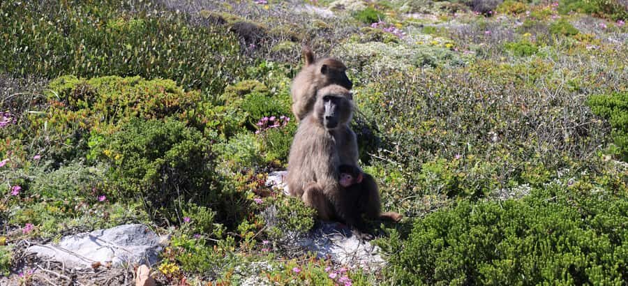 From Cape Town: Cape Point & Boulders Beach Full-Day Tour - Key points to know before you go