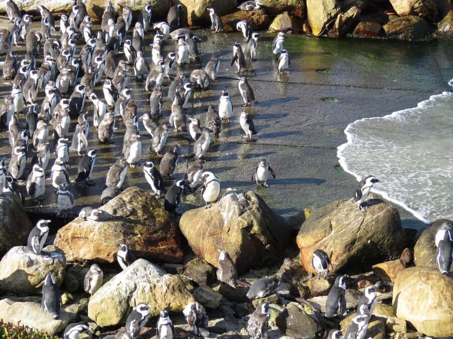 From Cape Town: Full-Day Cape Agulhas Private Tour - Quick practical tips before you go