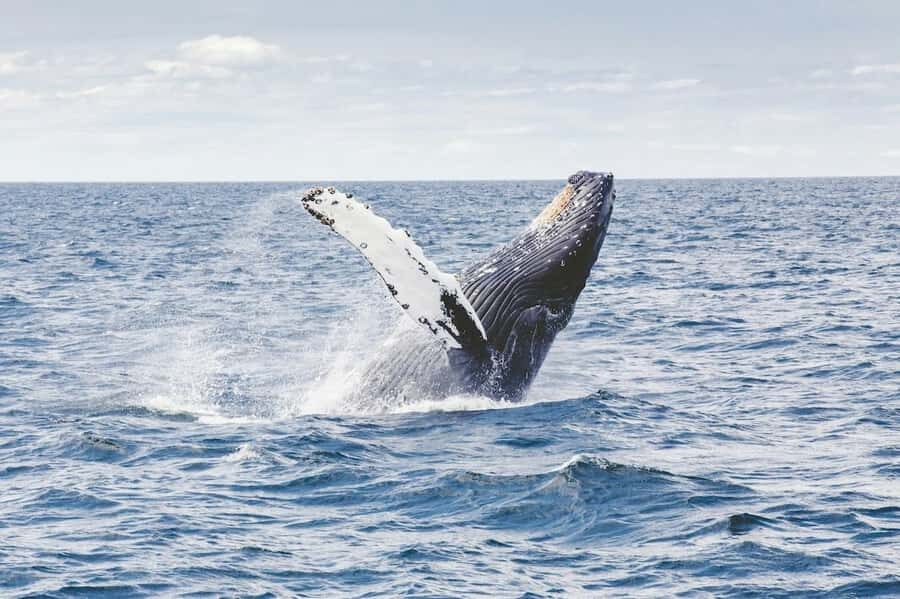From Cape Town: Full-Day Hermanus Whale Watching Tour - Key highlights that make this trip worth your time