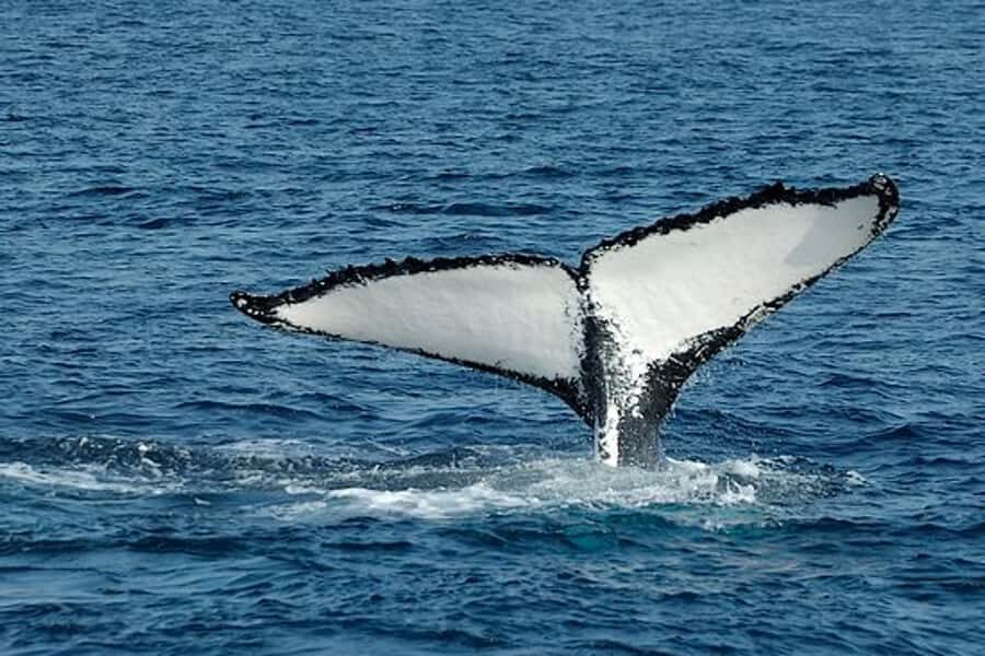 From Cape Town: Full-Day Hermanus Whale Watching Tour - Harold Porter National Botanical Gardens: A Guided Break With Good Views