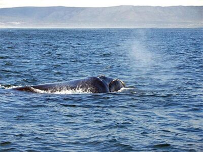 From Cape Town: Full Day Hermanus Whale Watching Tour - Cape Town pickup and the coastal loop you’ll actually enjoy