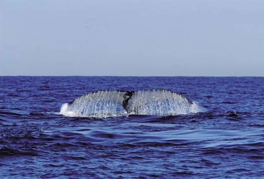 From Cape Town: Full-Day Hermanus Whale Watching Tour - Hermanus First Impressions: Coastal Towns and Time to Look