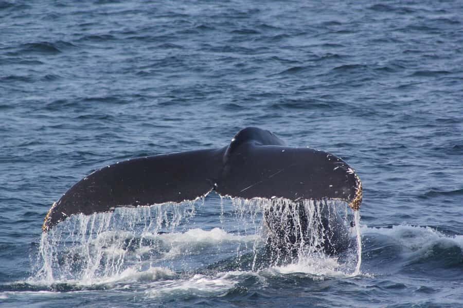 From Cape Town: Full-Day Hermanus Whale Watching Tour - Smooth Day vs Logistics Glitches: How to Make It Go Right