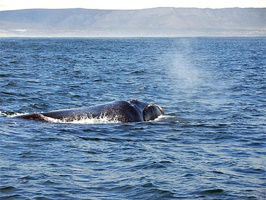 From Cape Town: Full Day Hermanus Whale Watching Tour - Cape Town pickup and the coastal loop you’ll actually enjoy