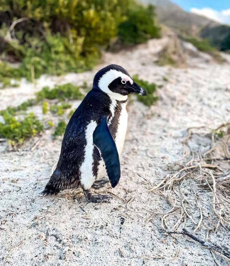 From Cape Town: Half Day Cape Point & Penguins Tour - Cape Point Nature Reserve: wildlife chances plus real coast drama