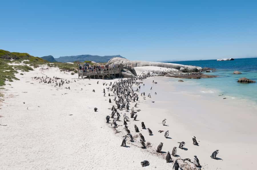 From Cape Town: Half Day Cape Point & Penguins Tour - Cape Point Lighthouse viewing: you may not reach every spot