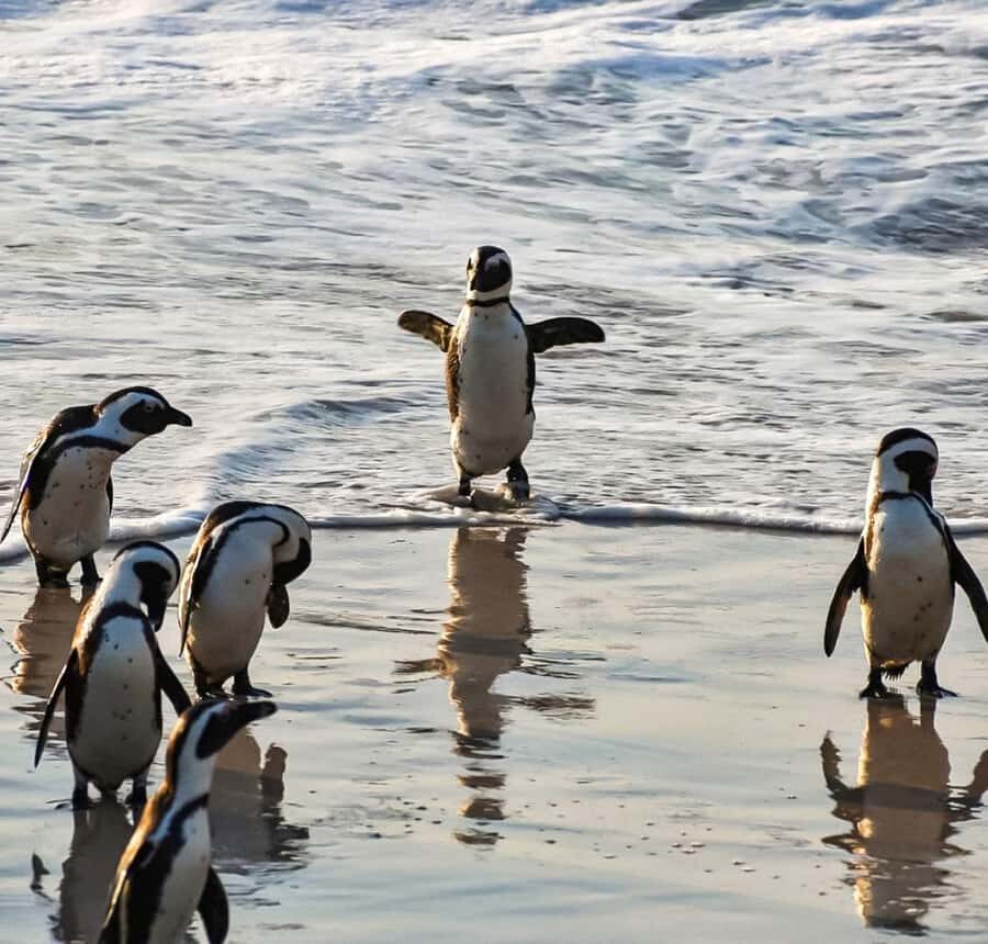 From Cape Town: Half Day Cape Point & Penguins Tour - Boulders Beach penguins: guided viewing of nesting areas