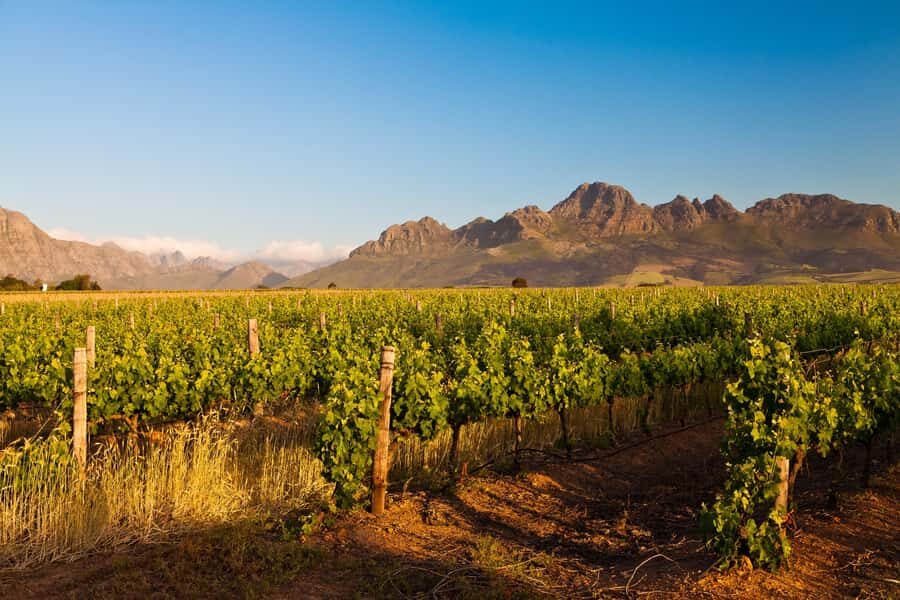 From Cape Town: Half Day Winelands Tour with winetasting - The wine tasting hour: crisp whites and French-style reds