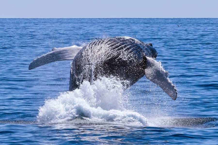 From Cape Town: Hermanus Whale Watching Full Day Tour - Quick hits: what makes this tour tick