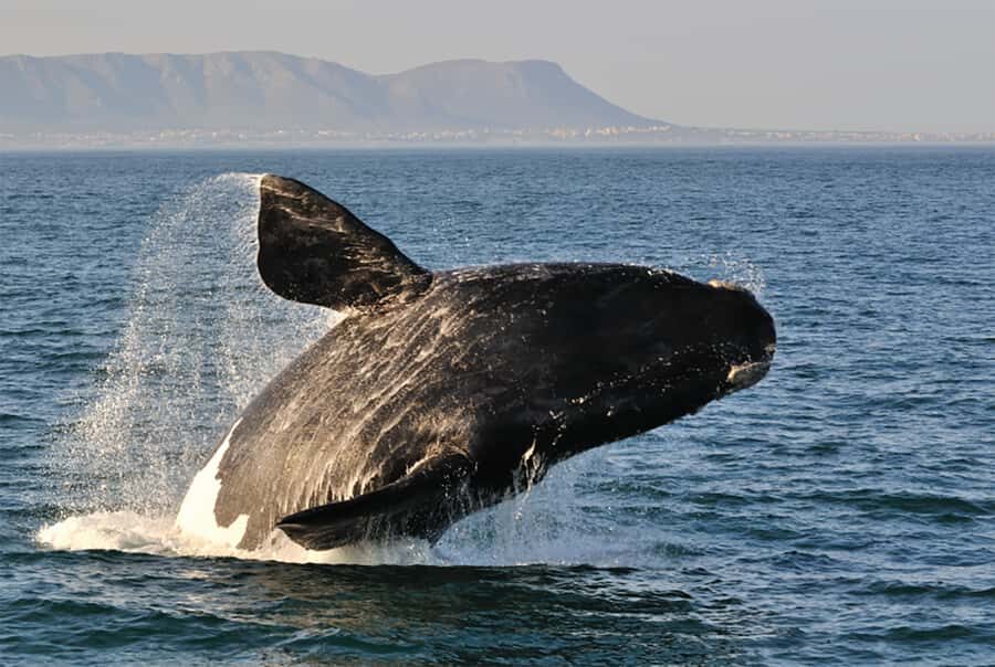 From Cape Town: Hermanus Whale Watching Full Day Tour - From Cape Town to Walker Bay: what the full day feels like