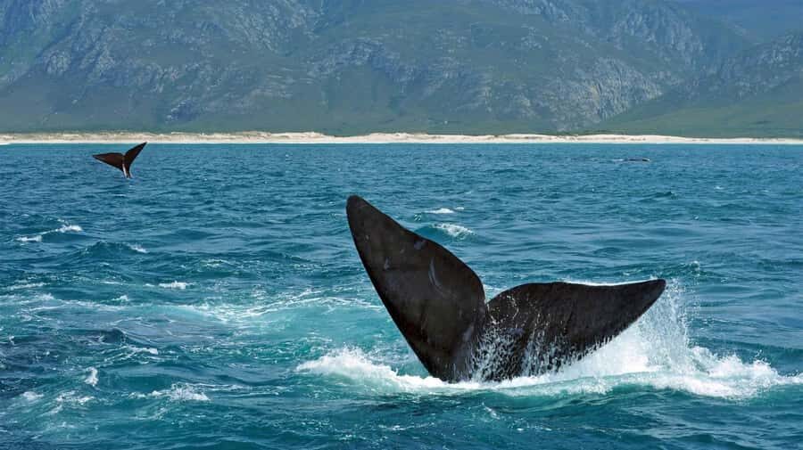 From Cape Town: Hermanus Whale Watching Full Day Tour - Who this Hermanus tour suits best (and who should think twice)