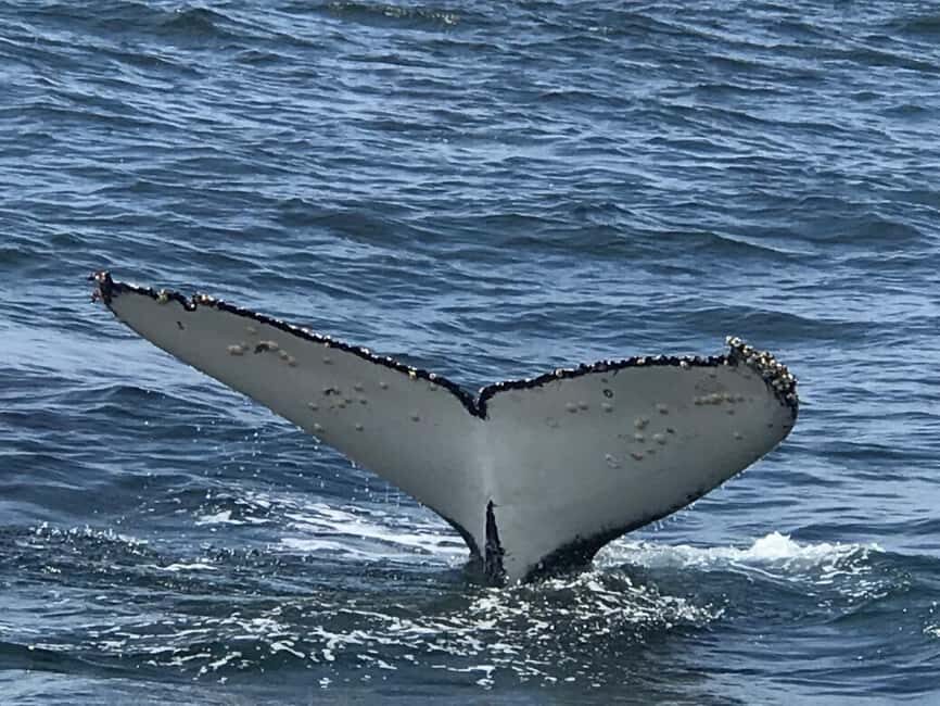 From Cape Town: Hermanus Whale Watching Tour with Boat Trip - Key highlights you’ll care about