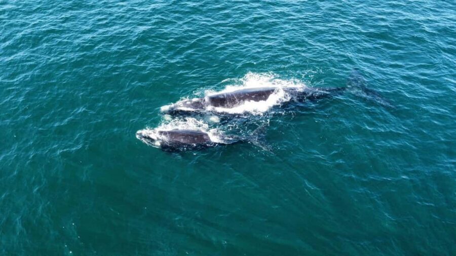 From Cape Town: Hermanus Whale Watching Tour with Boat Trip - Cape Town to Hermanus: the drive that sets the tone