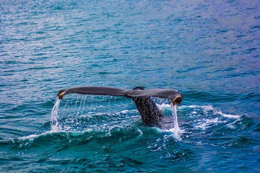 From Cape Town: Hermanus Whale Watching Tour with Boat Trip - What to pack (and what to wear) for a smooth whale day