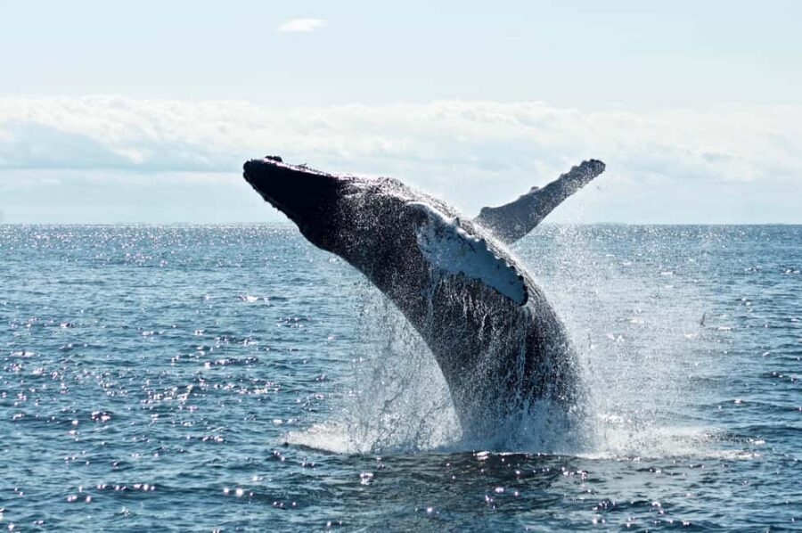 From Cape Town: Hermanus Whale Watching Tour with Boat Trip - FAQ