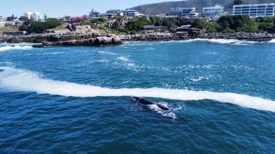 From Cape Town: Hermanus Whale Watching Tour with Boat Trip - Hermanus town center and the coastal whale walk