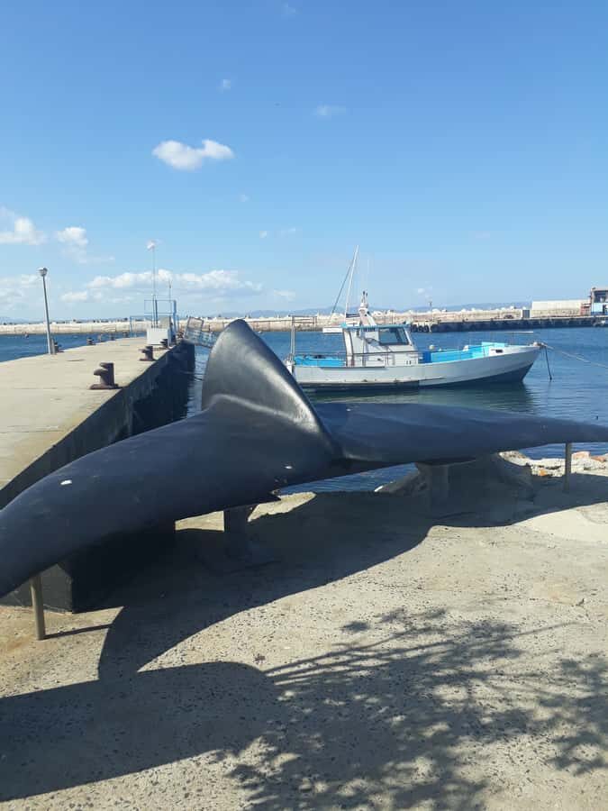 From Cape Town: Hermanus Whale Watching Tour with Transfer - Hermanus Harbour: where the small-town vibe meets whale time