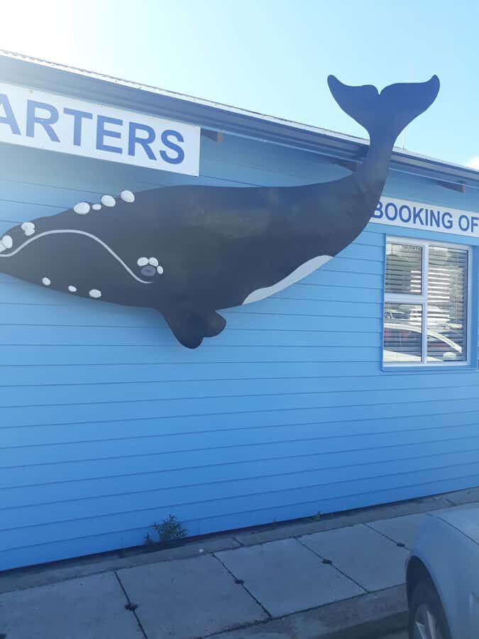 From Cape Town: Hermanus Whale Watching Tour with Transfer - Southern Right Whales 101: why they’re the star of this trip