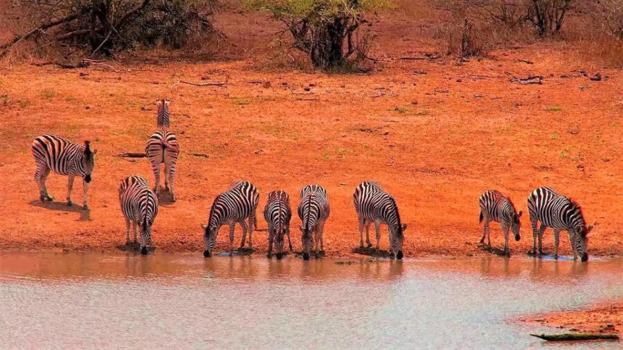 From Cape Town: Kruger National Park 2-Day Safari Trip - Key highlights that matter (and why)