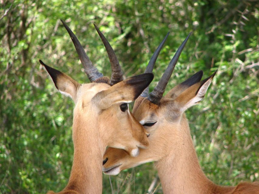 From Cape Town: Kruger National Park 2-Day Safari Trip - Protea Hotel in Hazyview: where you reset for dawn