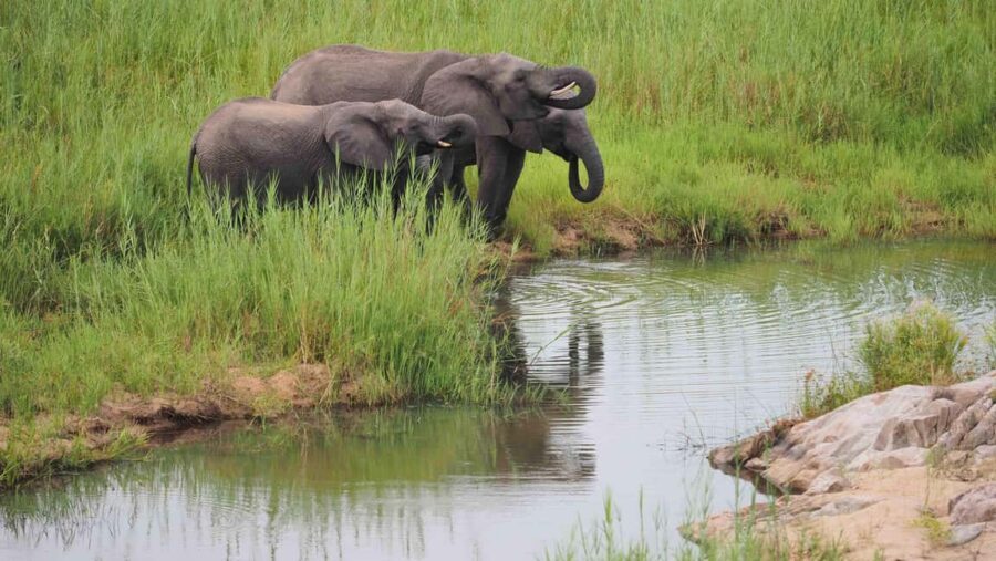 From Cape Town: Kruger National Park 2-Day Safari Trip - Small Five and bird life: why this tour pays attention beyond predators