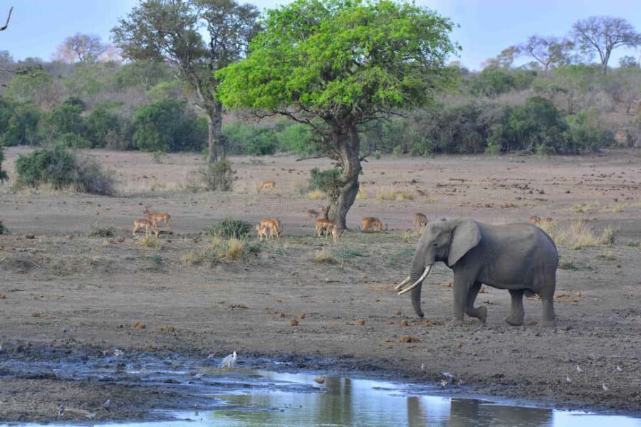 From Cape Town: Kruger National Park 2-Day Safari Trip - Should you book the Cape Town to Kruger 2-day safari?