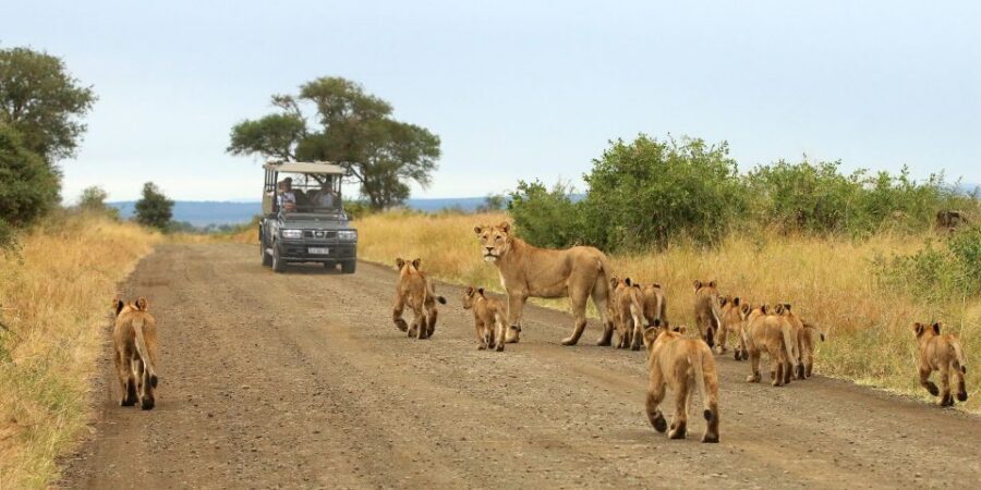 From Cape Town: Kruger National Park 2-Day Safari Trip - Day 1 afternoon Kruger safari from Mpumalanga