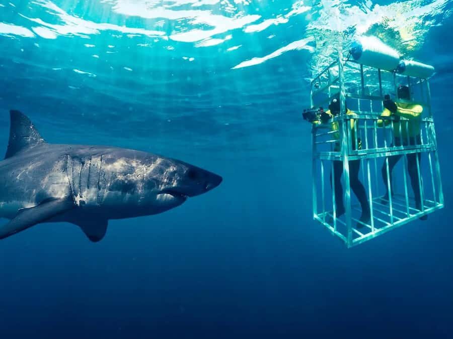 From Cape Town: Shark Cage Diving and Penguin Tour - Key things to know before you go