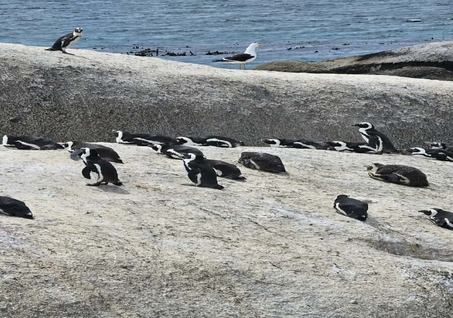 From Cape Town: Shark Cage Diving and Penguin Tour - Cape Town to Gansbaai: an early start with a real purpose