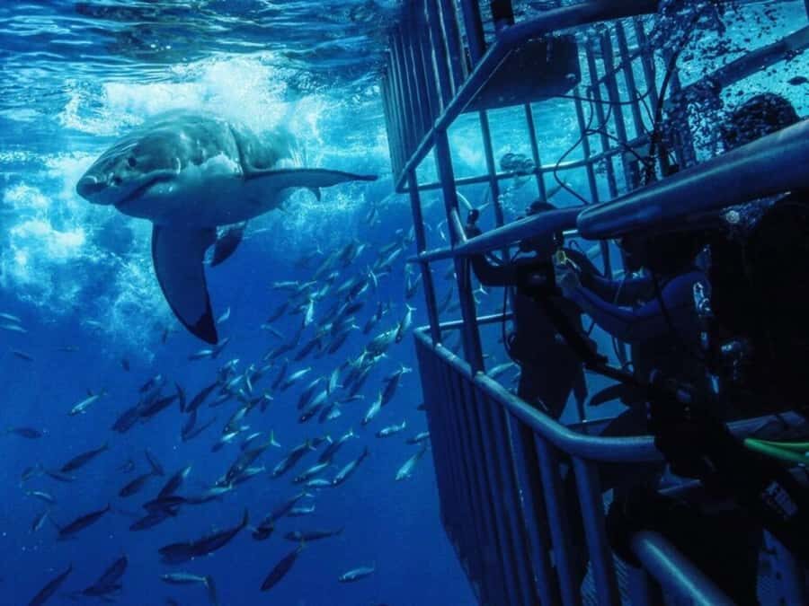 From Cape Town: Shark Cage Diving and Penguin Tour - Gear, comfort, and group dynamics in the cage