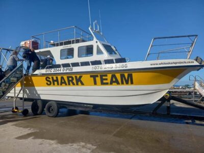 From Cape Town: Shark Cage Diving and Penguin Tour - The shark cage experience near Gansbaai: what you’re actually buying
