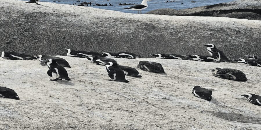 From Cape Town: Shark Cage Diving and Penguin Tour - Should you book this shark cage and penguin day?