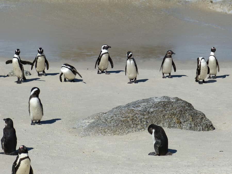 From Cape Town: Table Mountain and Cape of Good Hope Tour - One Long Loop Through Cape Town’s Big Three