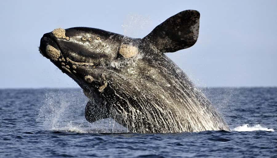 From Cape Town: Whale Watching Tour in Hermanus and Gansbaai - De Kelders and land-based whale spotting near Hermanus