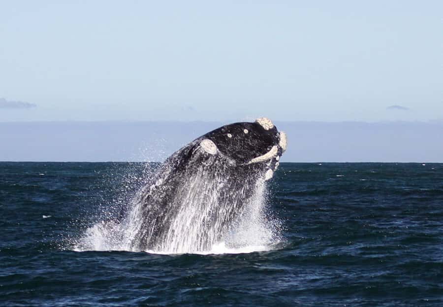 From Cape Town: Whale Watching Tour in Hermanus and Gansbaai - Two hours on the water: what to expect from the boat trip