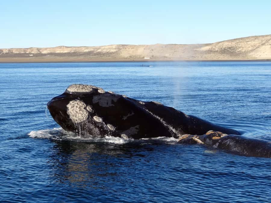 From Cape Town: Whale Watching Tour in Hermanus and Gansbaai - Hermanus afterward: late lunch, strolling time, and coastal energy
