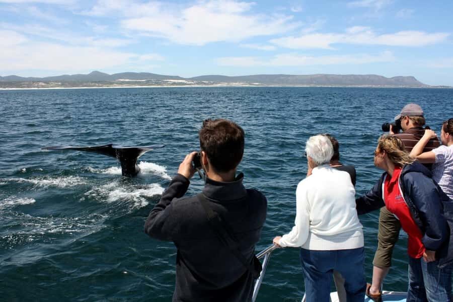 From Cape Town: Whale Watching Tour in Hermanus and Gansbaai - Peregrine Farm Stall: the food stop that feels like part of the region