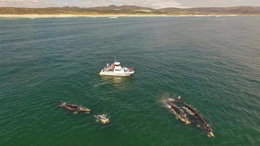 From Cape Town: Whale Watching Tour in Hermanus and Gansbaai - Comfort checklist: what you should bring on a coastal whale day