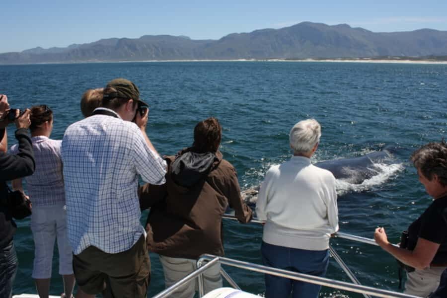 From Cape Town: Whale Watching Tour in Hermanus and Gansbaai - Who should book this tour, and who should think twice