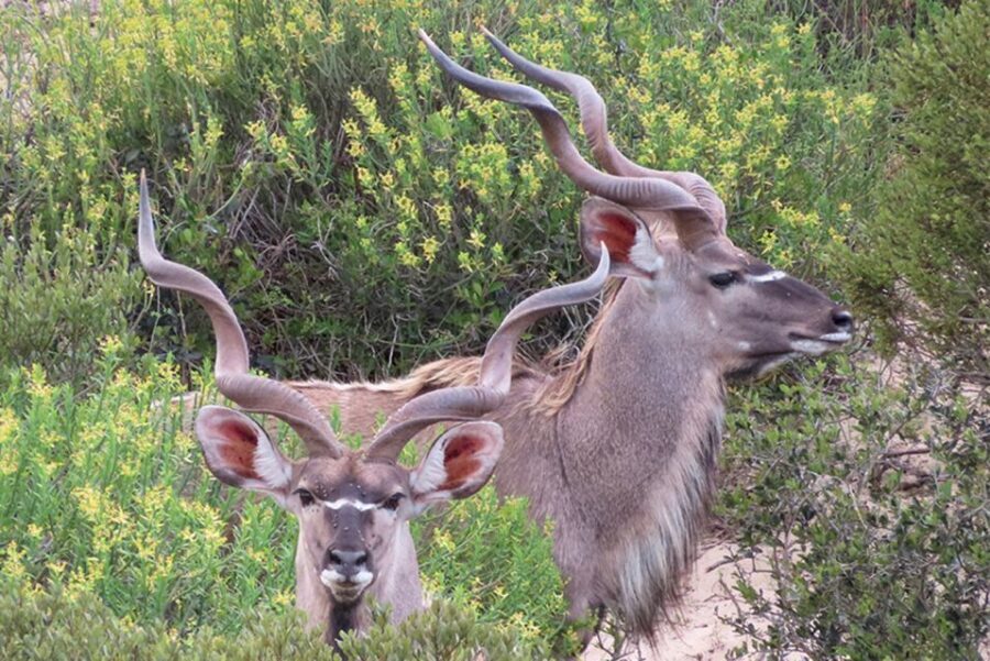 From Cape Town: Wildlife Safari, Olive, Beer & Wine Tasting - Key Points You’ll Care About