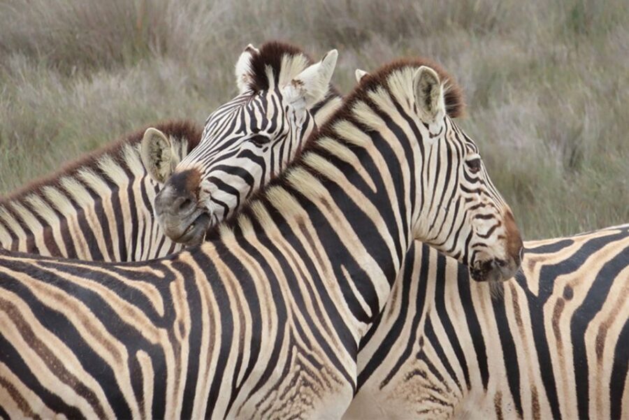 From Cape Town: Wildlife Safari, Olive, Beer & Wine Tasting - A West Coast Day Built for People With Limited Time