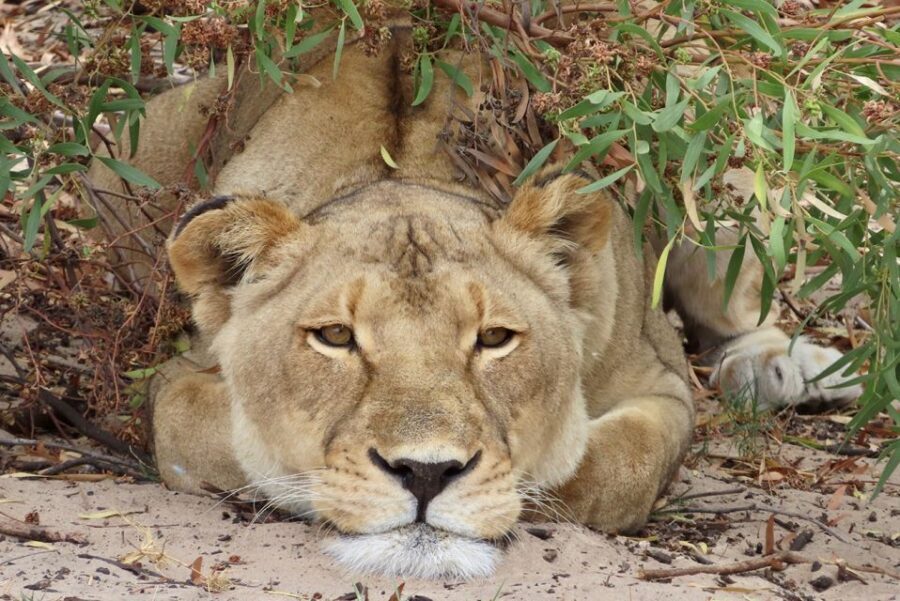 From Cape Town: Wildlife Safari, Olive, Beer & Wine Tasting - Olive and Wine Tasting at Alexanderfontein: A Different Pace, Real Local Flavor